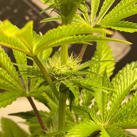 Sami growlog timeline photo