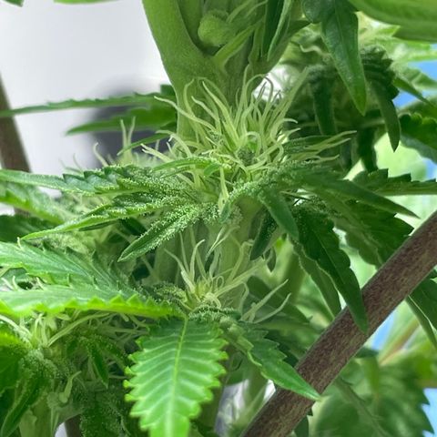 Sami growlog timeline photo