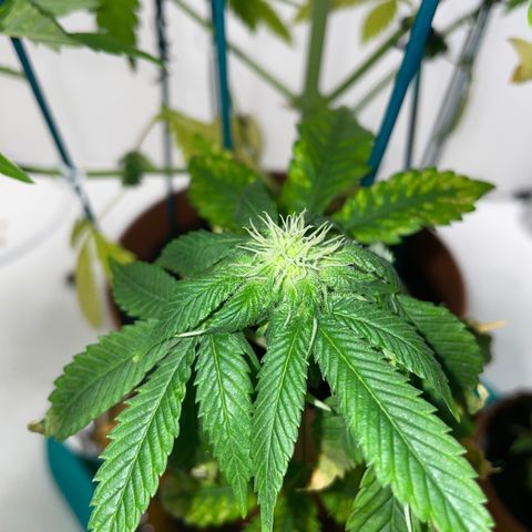 Sami growlog timeline photo