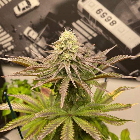 Sami growlog timeline photo