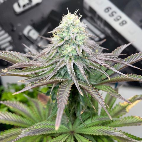 Sami growlog timeline photo