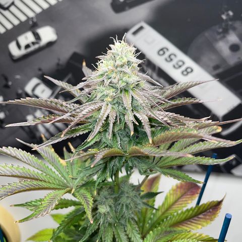 Sami growlog timeline photo