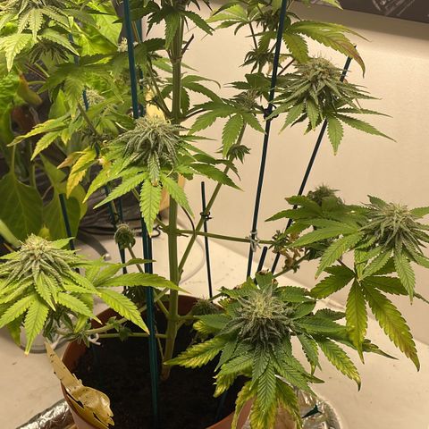 Sami growlog timeline photo