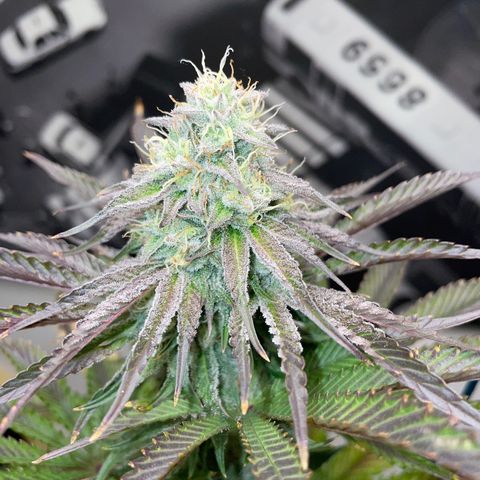 Sami growlog timeline photo