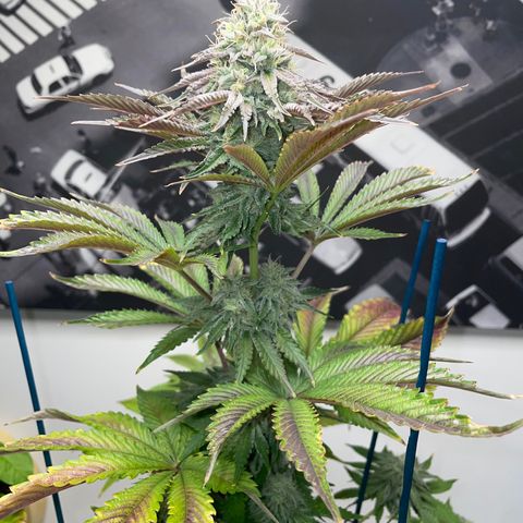 Sami growlog timeline photo