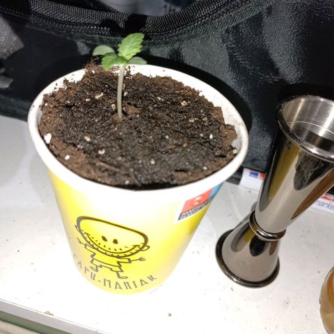 Ãrtŭrå growlog photo: Seems to grow fast & healthy🔥
