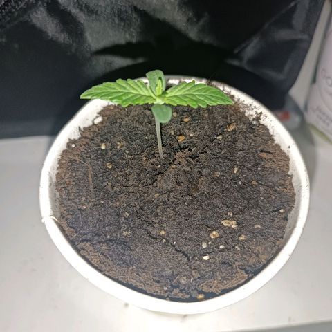 Ãrtŭrå growlog photo: As you can see the plant is growing 😁🔥