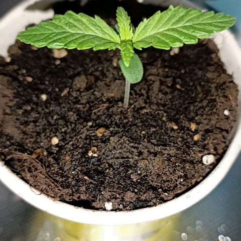 Ãrtŭrå growlog photo: When she gets 5 nodes in total ill begin topping, she looks healthy and beautiful 🔥