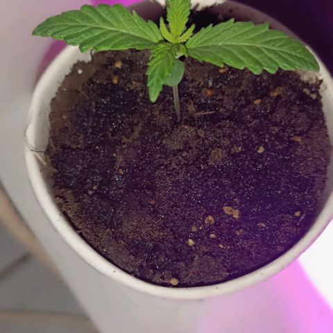 Ãrtŭrå growlog photo: Looks healthy and growing bigger day by day 🔥