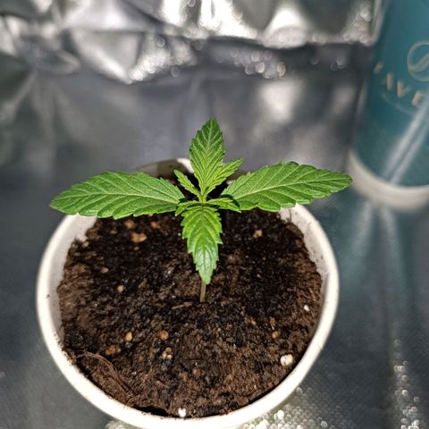 Ãrtŭrå growlog photo: Looking so good Day12 🔥