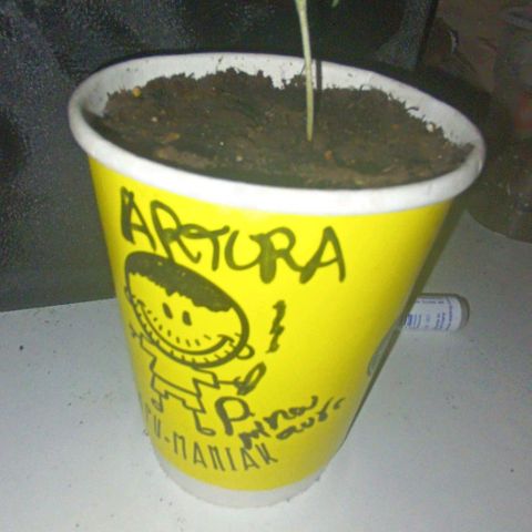 Ãrtŭrå growlog timeline photo
