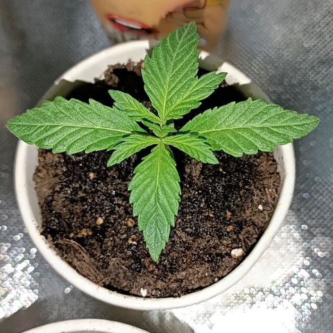 Ãrtŭrå growlog photo: Damn she's THICC BRO 🔥
