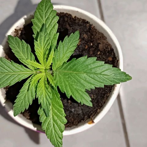 Ãrtŭrå growlog photo: What a strange leaf on the right side 🔥