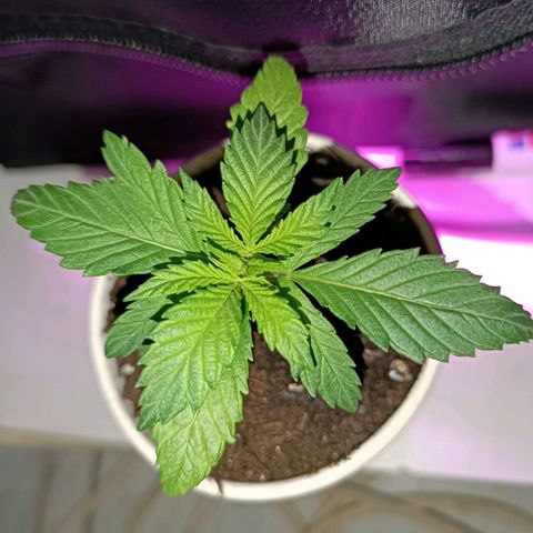 Ãrtŭrå growlog timeline photo