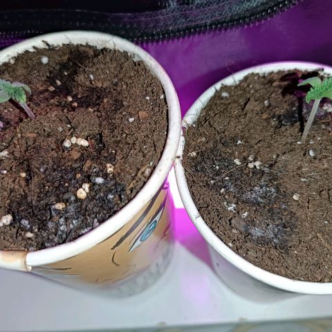 Fatbala growlog timeline photo