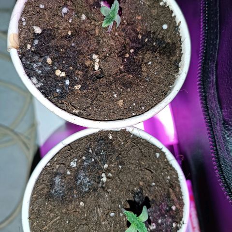 Fatbala growlog timeline photo