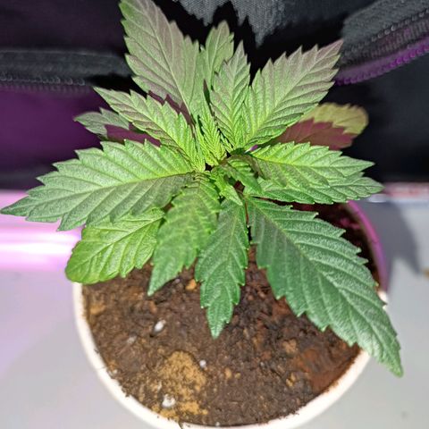 Ãrtŭrå growlog photo: Did a little bit LST 