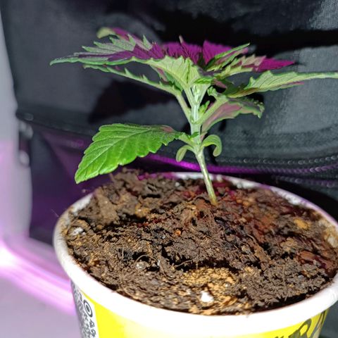 Ãrtŭrå growlog photo: Did a little bit LST 
