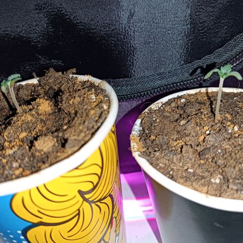 Fatbala growlog photo: I'll give them some time and they'll shine 🔥