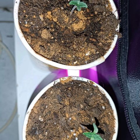 Fatbala growlog photo: I'll give them some time and they'll shine 🔥