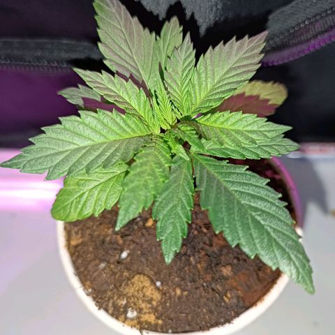 Ãrtŭrå growlog timeline photo