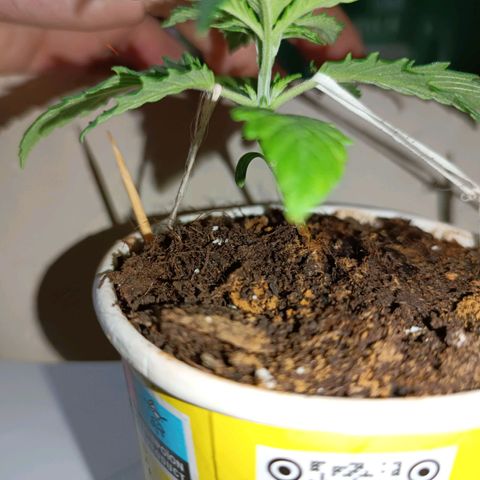 Ãrtŭrå growlog photo: LST Complete 