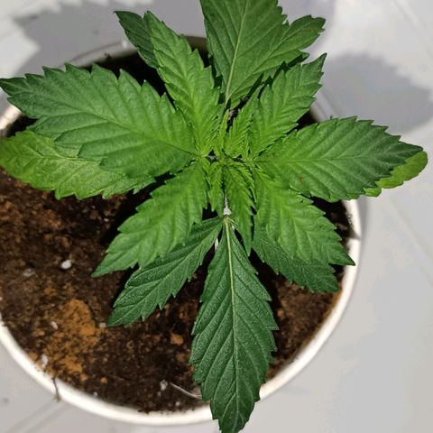 Ãrtŭrå growlog photo: LST Complete 