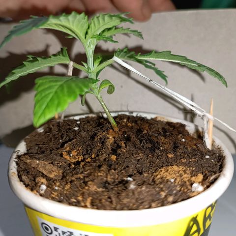 Ãrtŭrå growlog photo: LST Complete 
