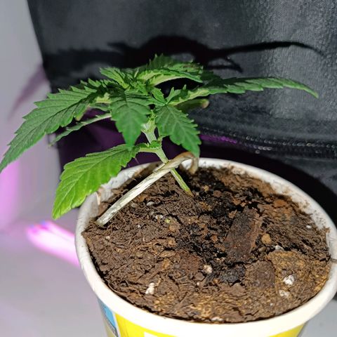 Ãrtŭrå growlog photo: I tried again LST because toothpicks didn't seem good 🤣