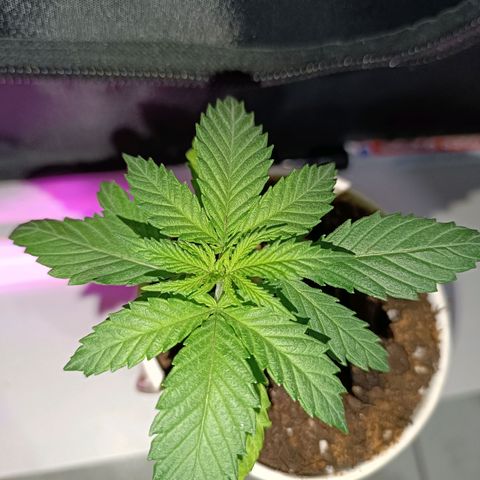 Ãrtŭrå growlog photo: I tried again LST because toothpicks didn't seem good 🤣