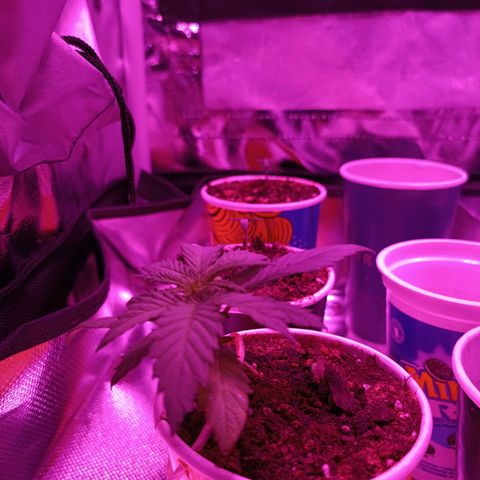 Fatbala growlog photo: Still pretty small but they'll shine 😁