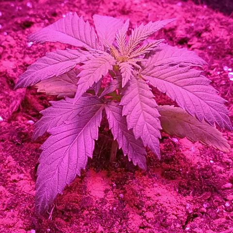Ãrtŭrå growlog photo: I infused the soil with some natural nutritients and a tiny amount of cinnamon (the plant roots looked healthy but i had overwatered them and got a little mold on the soil its all good now) 