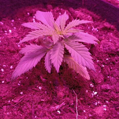 Ãrtŭrå growlog photo: The bottom leaves are turning yellowish because of overwatering😮‍💨
