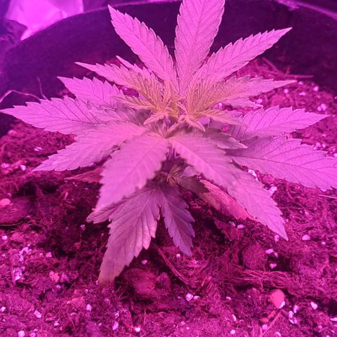 Ãrtŭrå growlog photo: She's still lacking Nitrogen
When soil gets dry I'll put banana peel powder to icrease it