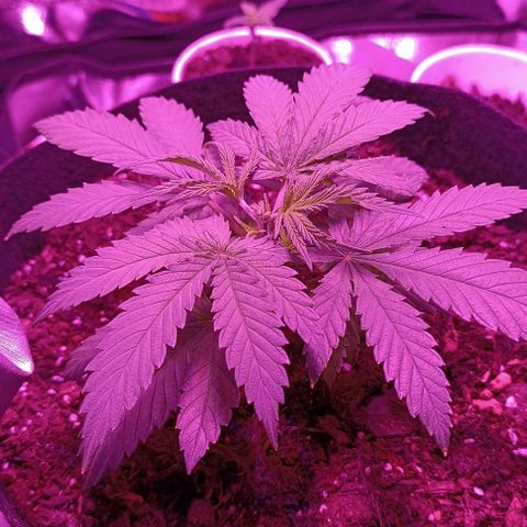 Ãrtŭrå growlog timeline photo