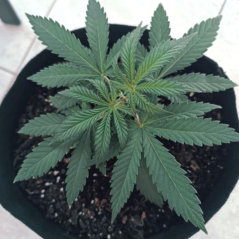 Ãrtŭrå growlog photo: Ãrtŭrå's looking healthy and 🔥