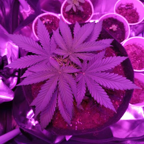 Ãrtŭrå growlog photo: 🔥🔥🔥