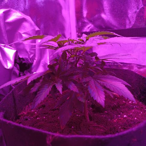 Ãrtŭrå growlog photo: 🔥🔥🔥