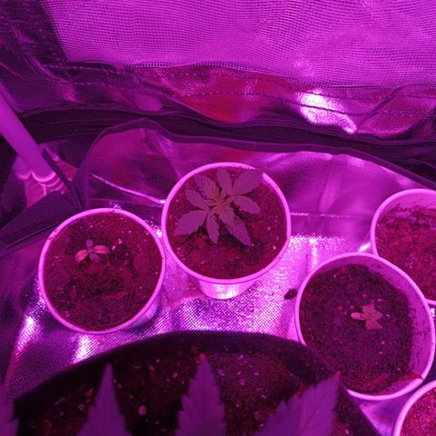 Fatbala growlog timeline photo