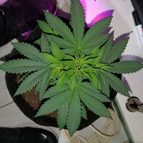 Ãrtŭrå growlog photo: Daaaaaamn this girl looks good 🔥🤤