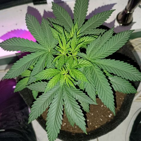Ãrtŭrå growlog photo: Daaaaaamn this girl looks good 🔥🤤