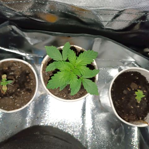 Fatbala growlog photo: Looks good 🔥