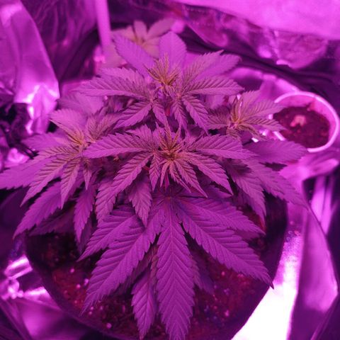 Ãrtŭrå growlog photo: Few days after Topping and she's getting so big so fast