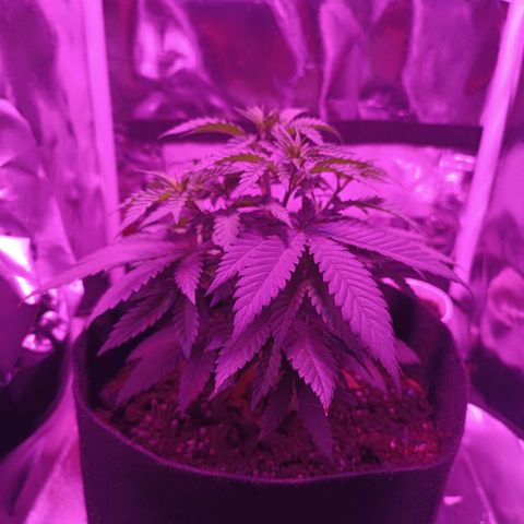 Ãrtŭrå growlog photo: Few days after Topping and she's getting so big so fast