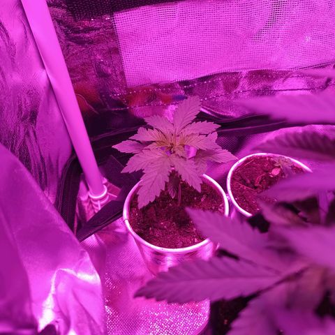 Fatbala growlog photo: She looks healthy and growing day by day 