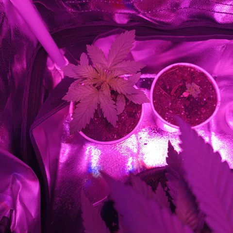 Fatbala growlog photo: She looks healthy and growing day by day 