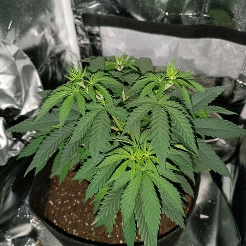 Ãrtŭrå growlog photo: Looks and smells so nice 🔥