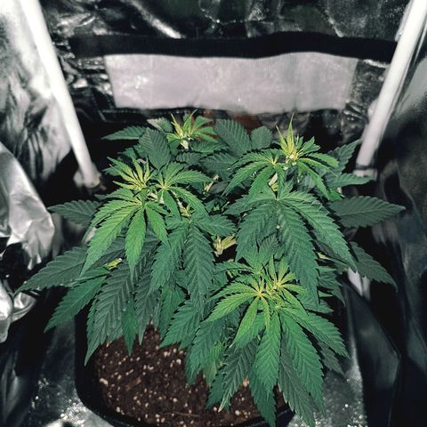 Ãrtŭrå growlog photo: Looks and smells so nice 🔥