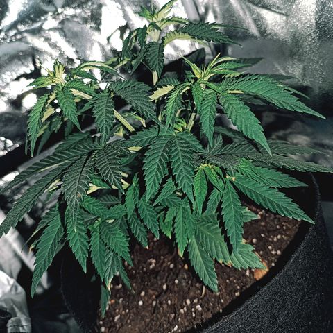 Ãrtŭrå growlog photo: Looks and smells so nice 🔥