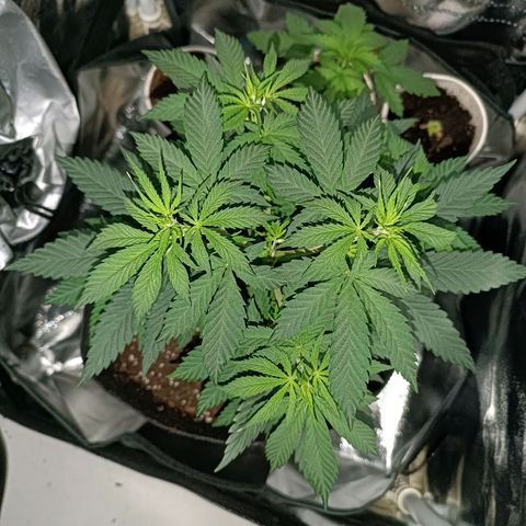 Ãrtŭrå growlog photo: Looks and smells so nice 🔥